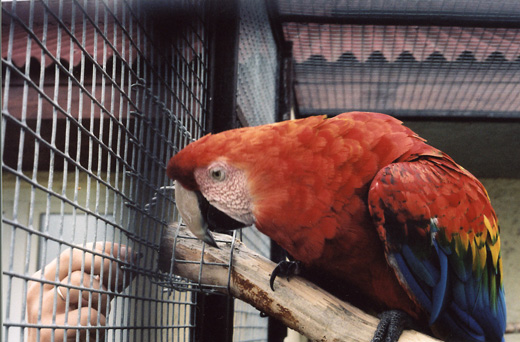 Животные и птицы