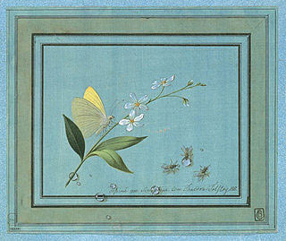 Толстой Ф.П. Цветок, бабочка и мухи. 1817